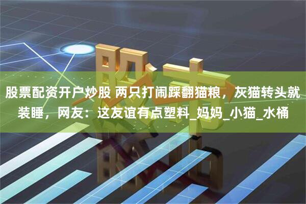 股票配资开户炒股 两只打闹踩翻猫粮，灰猫转头就装睡，网友：这友谊有点塑料_妈妈_小猫_水桶