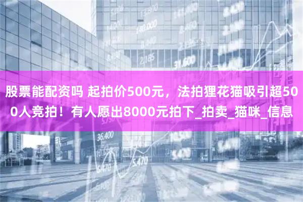 股票能配资吗 起拍价500元，法拍狸花猫吸引超500人竞拍！有人愿出8000元拍下_拍卖_猫咪_信息